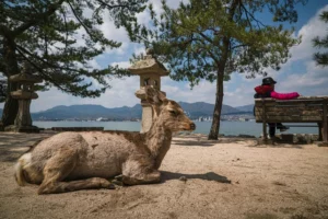 A sika deer calmly rests on the ground, near a cliff facing a pond at Nara Park.