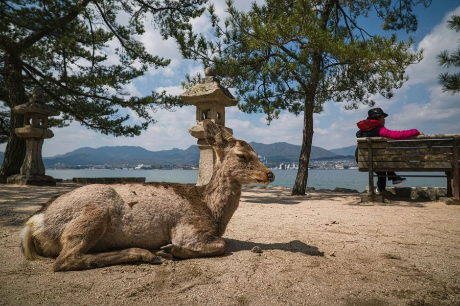 A sika deer calmly rests on the ground, near a cliff facing a pond at Nara Park.