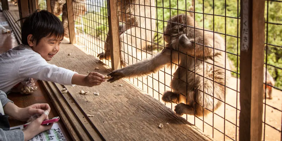 Interacting with the Macaques
