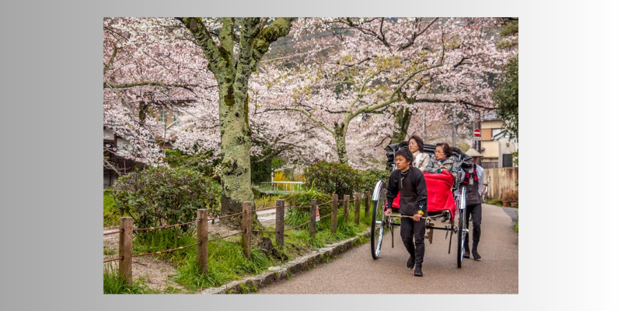 Philosopher's Path during the cherry blossom season