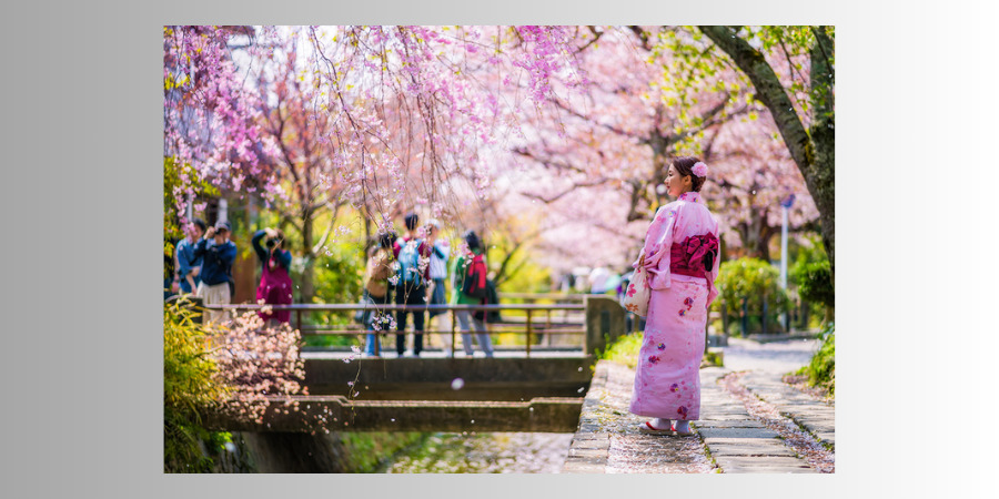 A woman in a pink kimono enjoying the cherry blossoms along the Philosopher's Path
