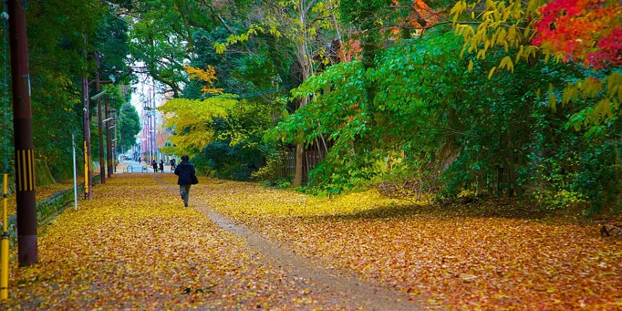 Leaf-covered walking trail surrounded by colorful autumn foliage in Japan