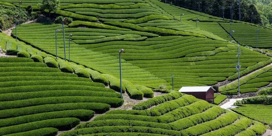 Lush green tea fields with rows of plants and a small wooden shed in the landscape.