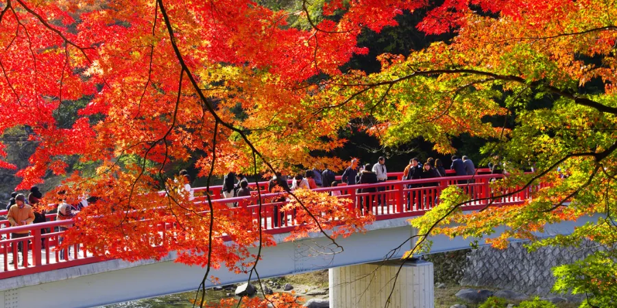 Visitors crossing a red bridge beneath brilliant red and orange maple leaves at Korankei Gorge in autumn