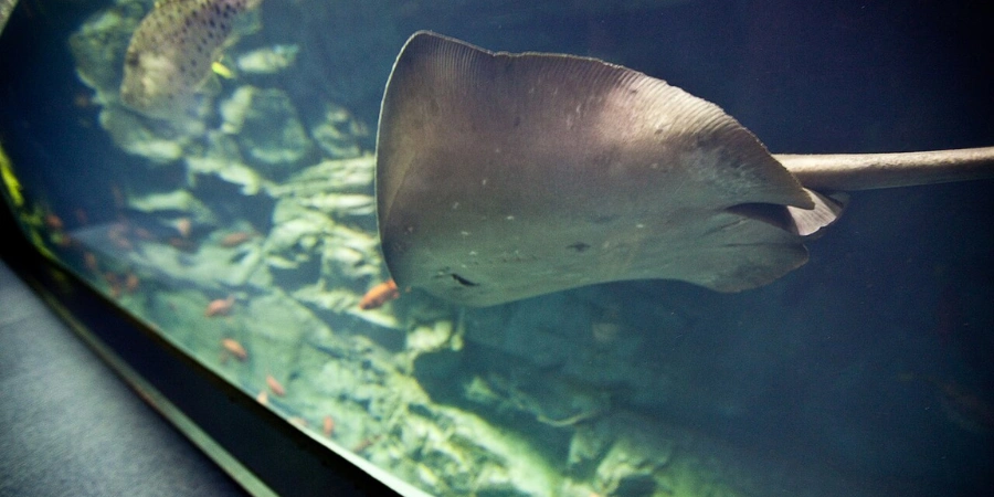 A manta ray swims through a tank