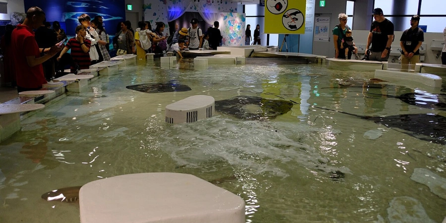 Interactive touch pools with manta rays