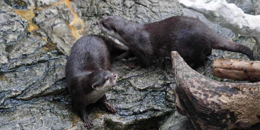 River otters in Osaka Aquarium