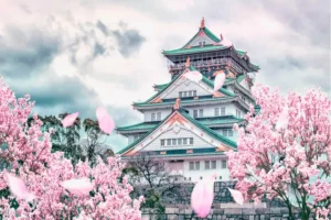 The Osaka Castle with blooming cherry blossom trees.