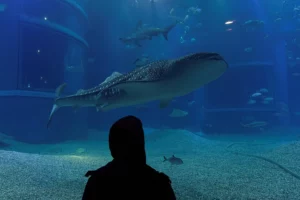 A man looks at the whale shark swimming in the Osaka aquarium