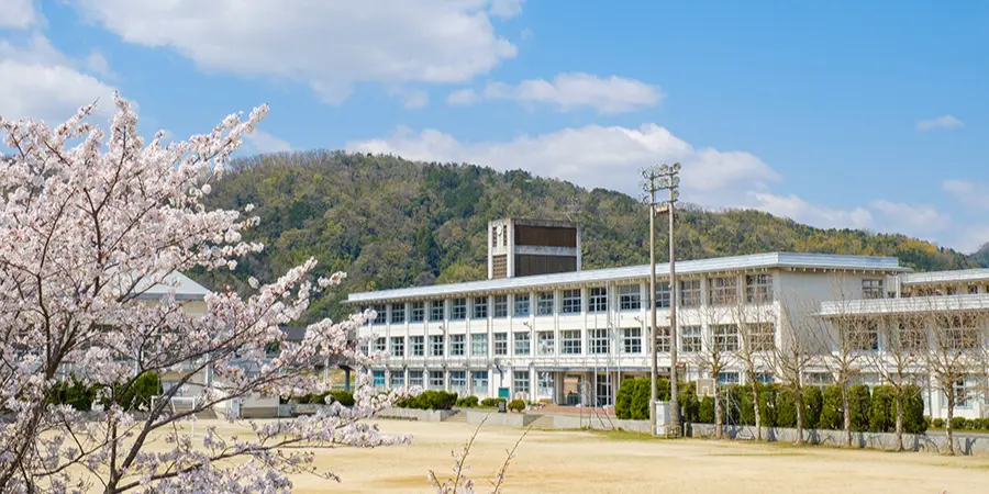 Cherry blossom trees in bloom beside a Japanese school building, with a playground in the foreground and forested hills under a blue sky.