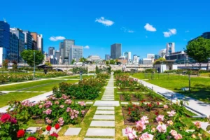 Daytime view of Nakanoshima Park in Osaka with rose gardens, paved walkways, and the city skyline rising behind a river bridge