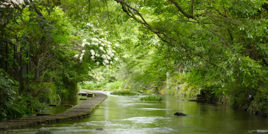 Peaceful Genbei River waterway in Mishima, Shizuoka with lush greenery and riverside walking path