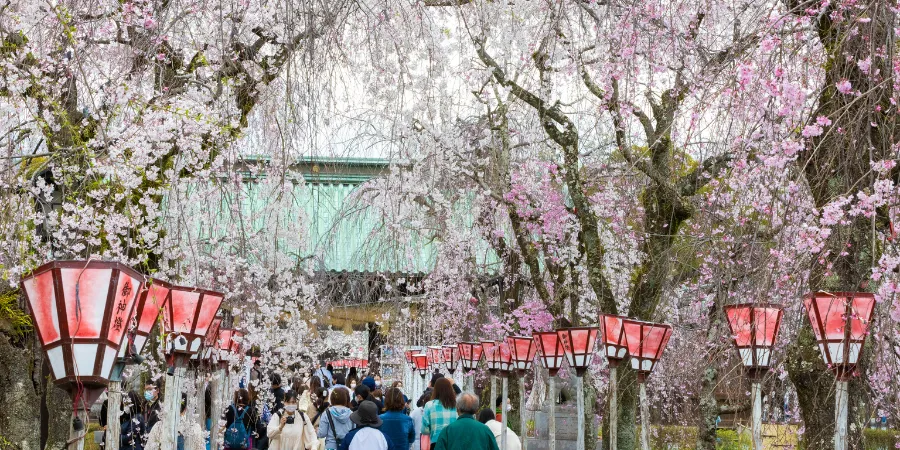 Visitors walking beneath cherry blossoms and lanterns at Mishima Taisha Shrine during sakura season