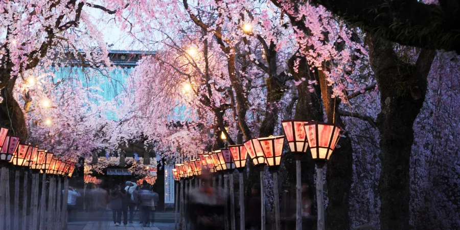 Illuminated cherry blossoms and lantern-lined pathway at Mishima Taisha Shrine during evening sakura season