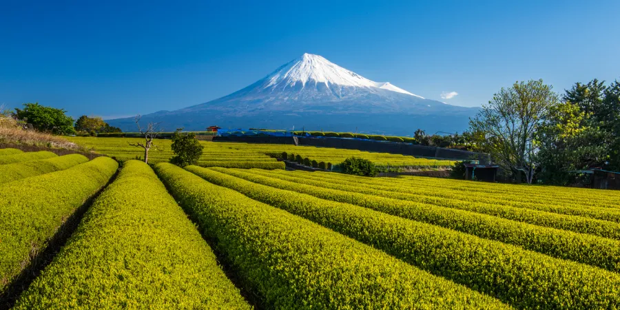 Green tea plantations in Shizuoka with snow-capped Mount Fuji rising in the background on a clear day