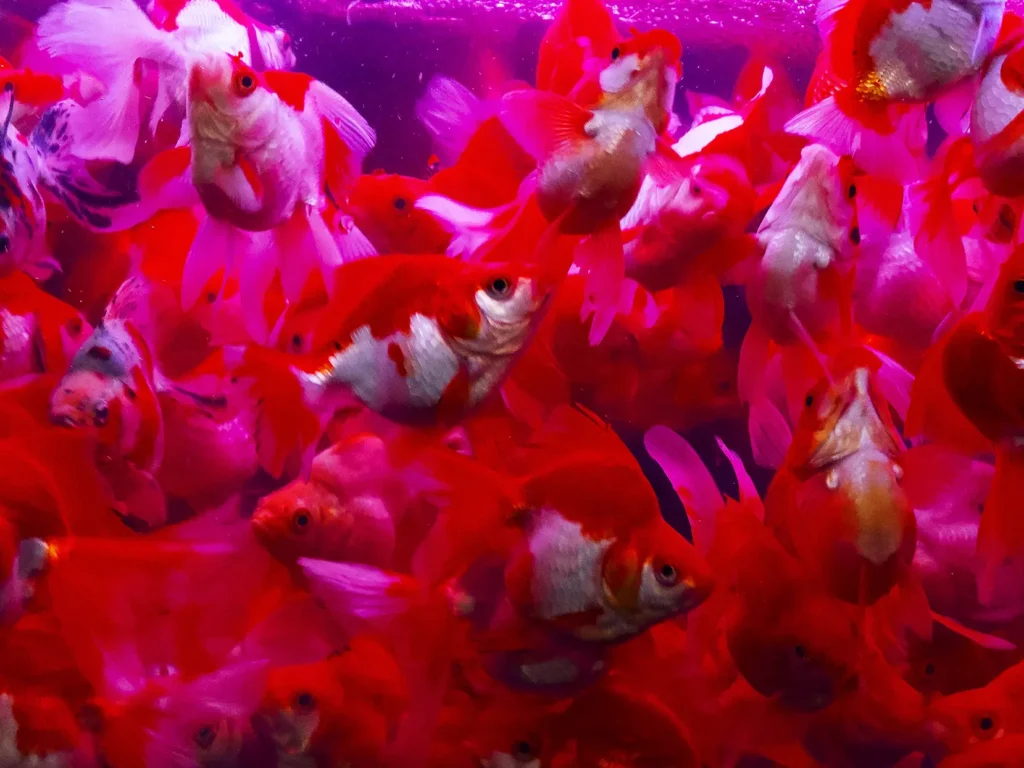 Dense shoal of red-and-white goldfish filling an aquarium, illuminated in vivid red, pink and magenta light.