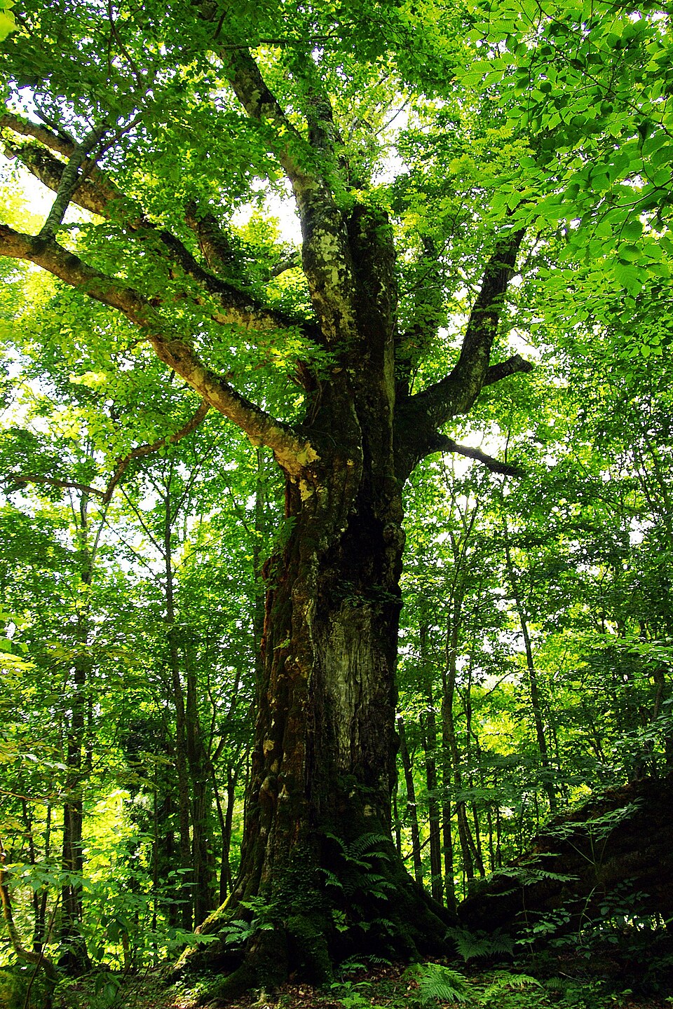 A 400-year-old beech tree with a thick, twisting trunk in a sunlit green beech forest