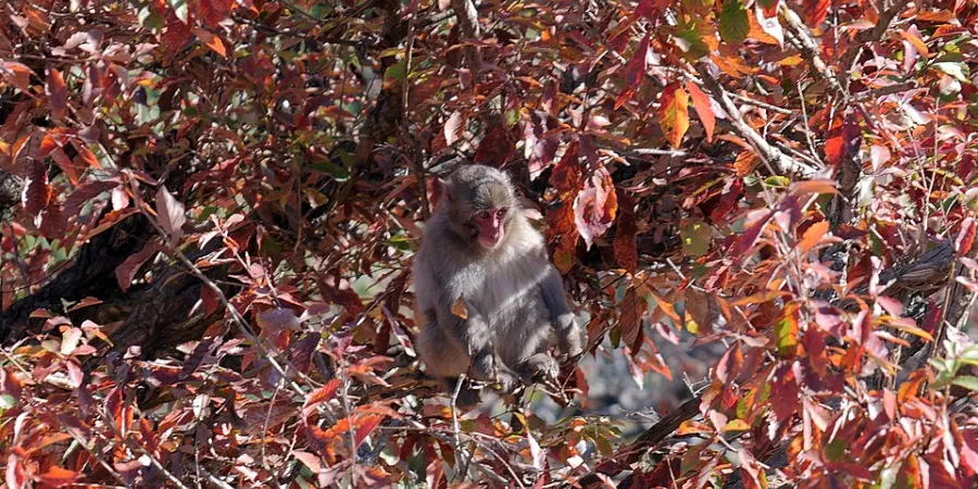 Japanese macaque sitting among red autumn leaves at Arashiyama Monkey Park in Kyoto