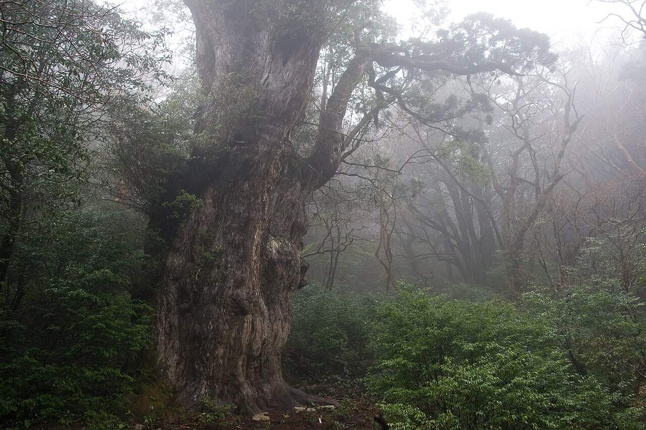 The gnarled trunk of the Jomon Sugi cedar rising through mist in the forest of Yakushima