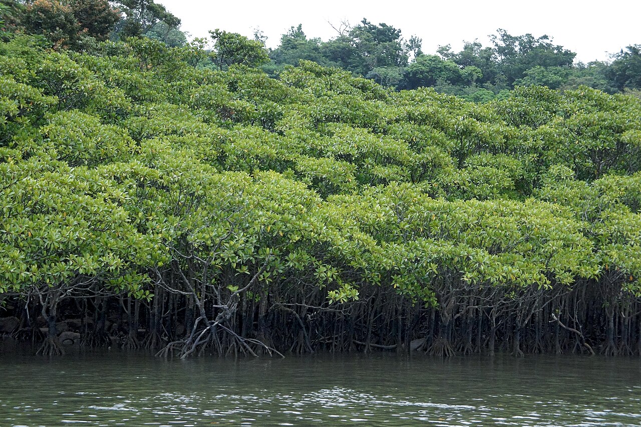 Dense mangrove forest lining the Nakama River on Iriomote Island, Okinawa