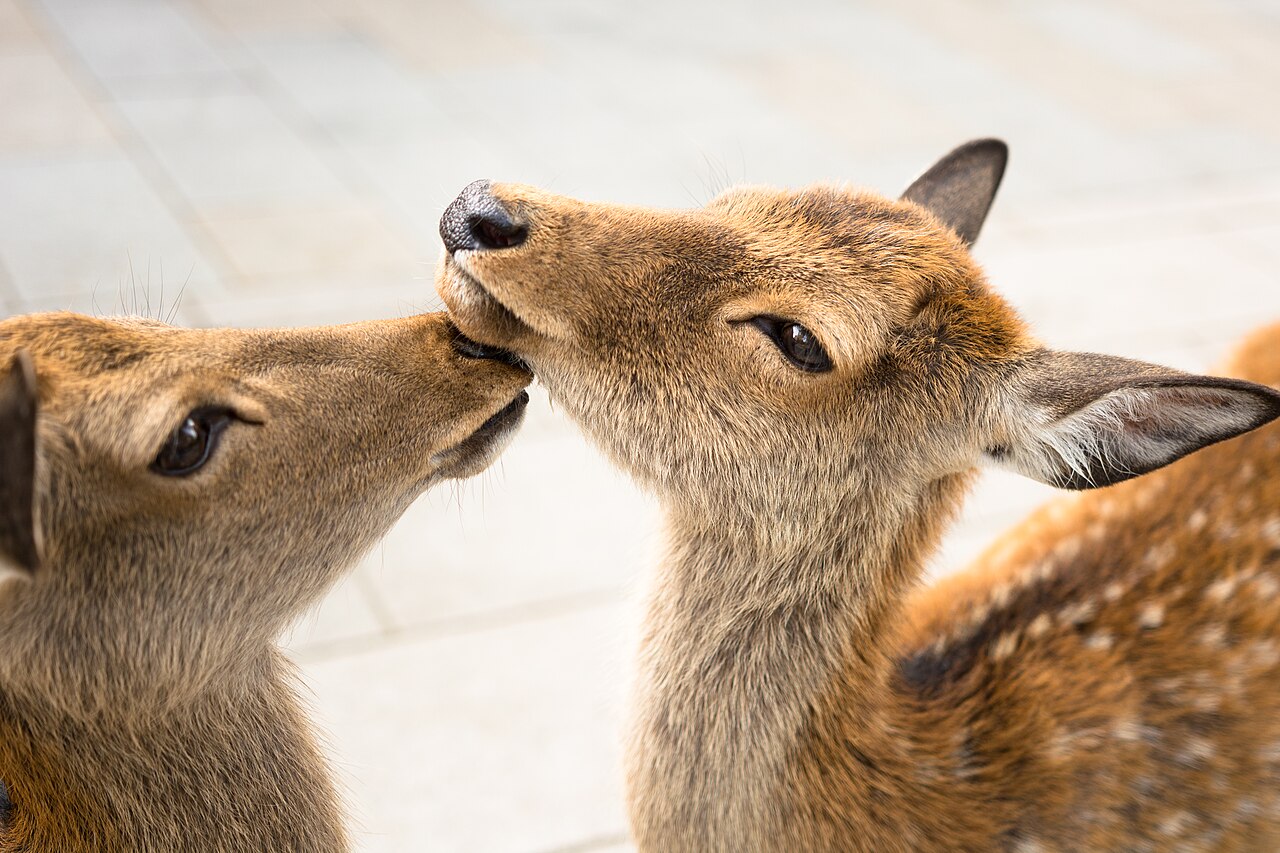 Close-up of two young sika deer touching noses in Nara