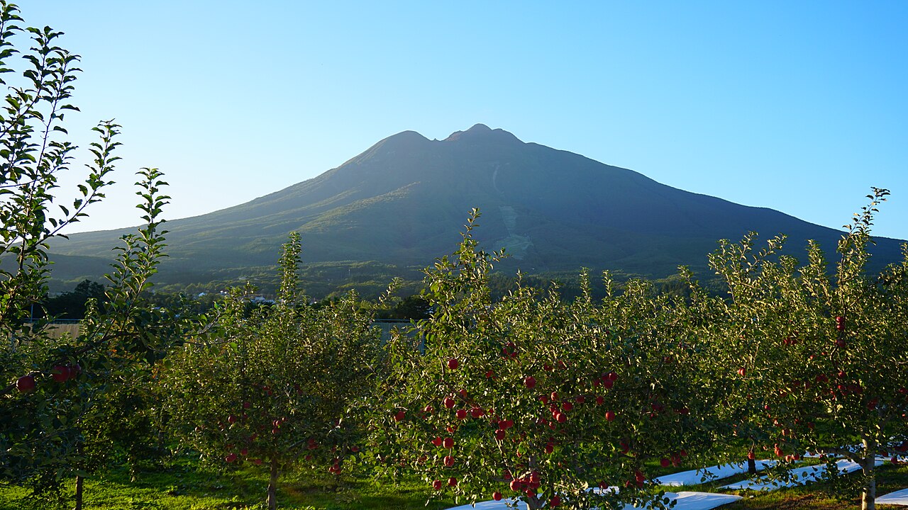 Rows of apple trees heavy with red apples in an Aomori orchard, with Mount Iwaki behind under a clear autumn sky
