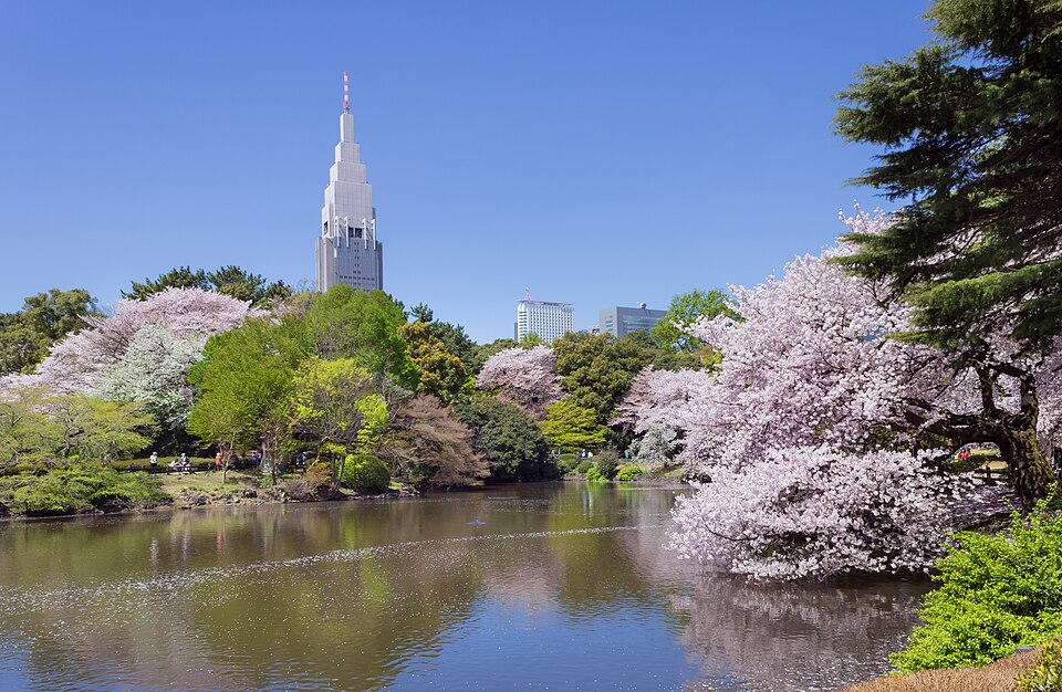 Cherry trees in bloom beside a pond at Shinjuku Gyoen National Garden in Tokyo, with the NTT Docomo Yoyogi Building on the skyline