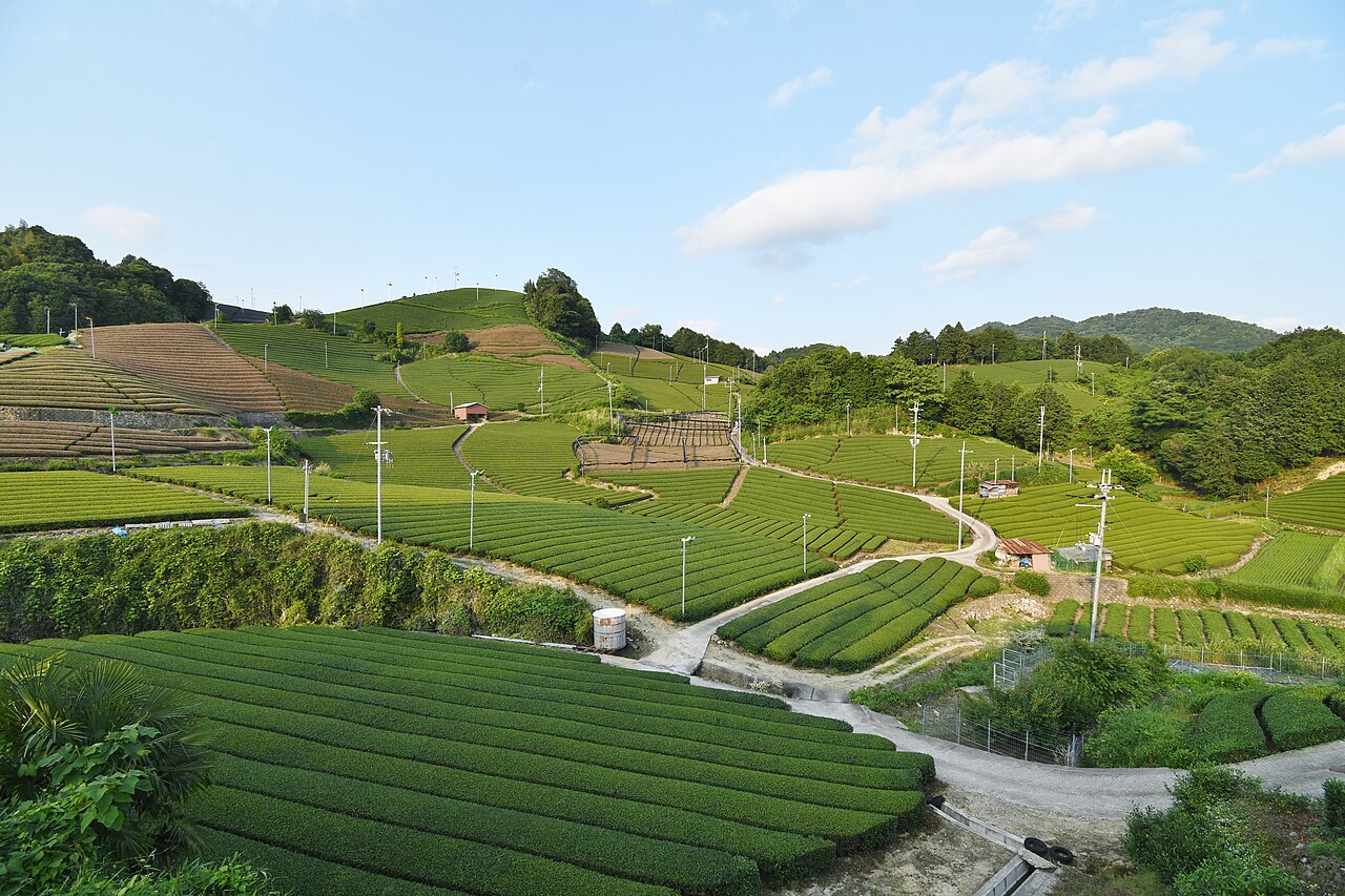 Terraced green tea fields of the Ishitera tea plantation on the hillsides of Wazuka, Kyoto Prefecture