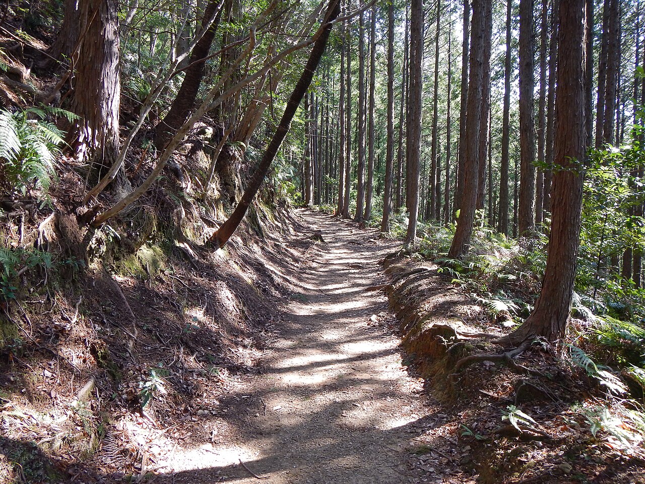 Dirt footpath of the Kumano Kodo Nakahechi route running through a sunlit cedar forest between Hosshinmon-oji and Kumano Hongu Taisha, Wakayama