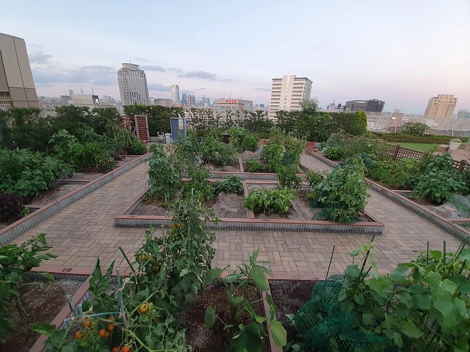 Raised vegetable beds with tomato plants on the rooftop above Atré Ebisu, with Ebisu office towers on the skyline