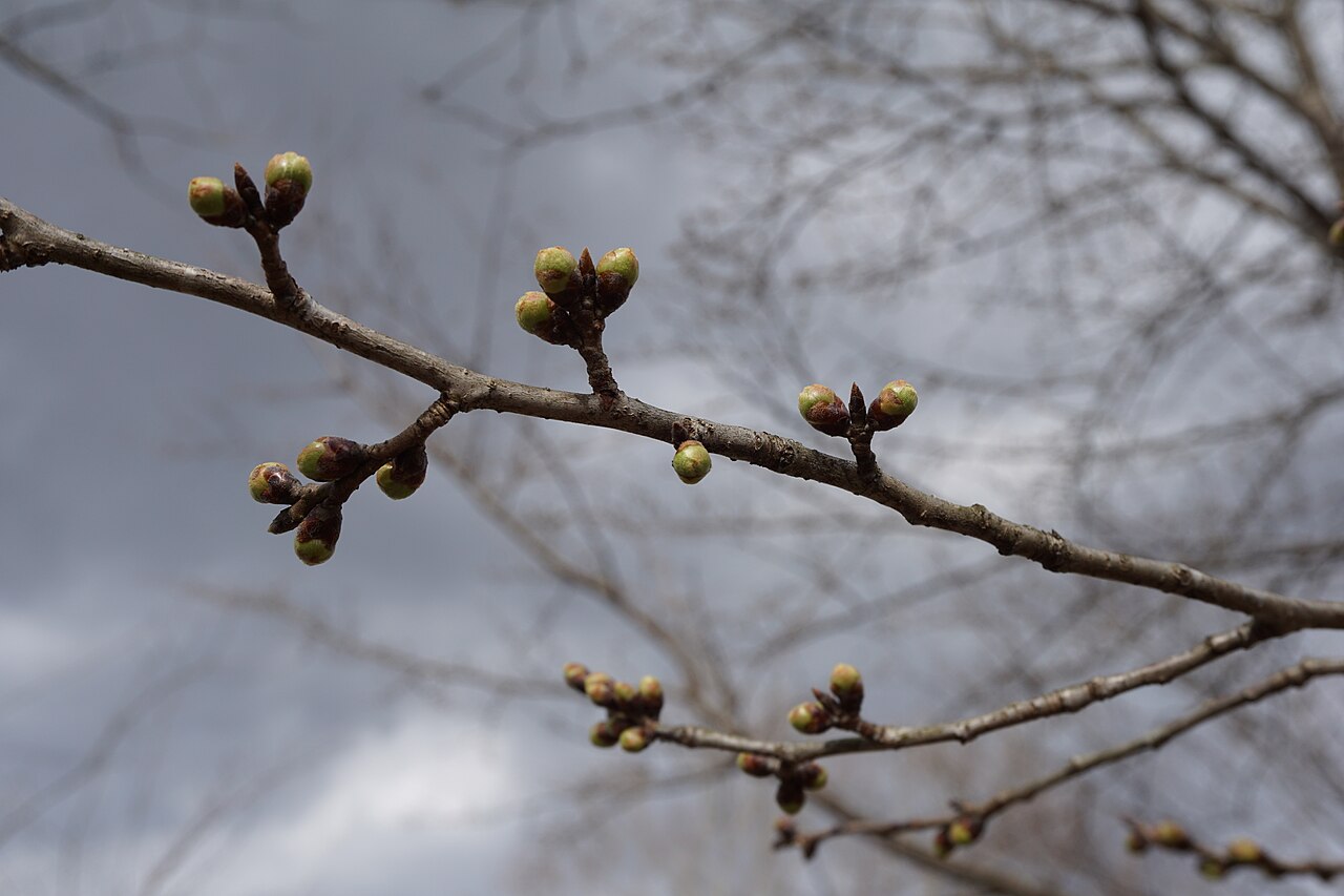 Closed cherry blossom buds on a bare branch before the flowers open