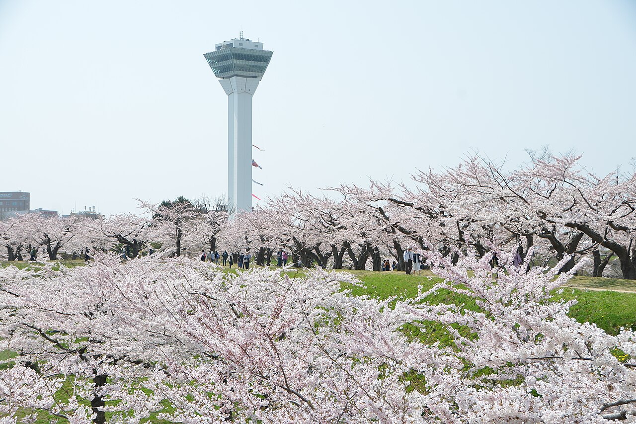 Cherry trees in full bloom across Goryokaku Park in Hakodate, Hokkaido, with Goryokaku Tower rising behind