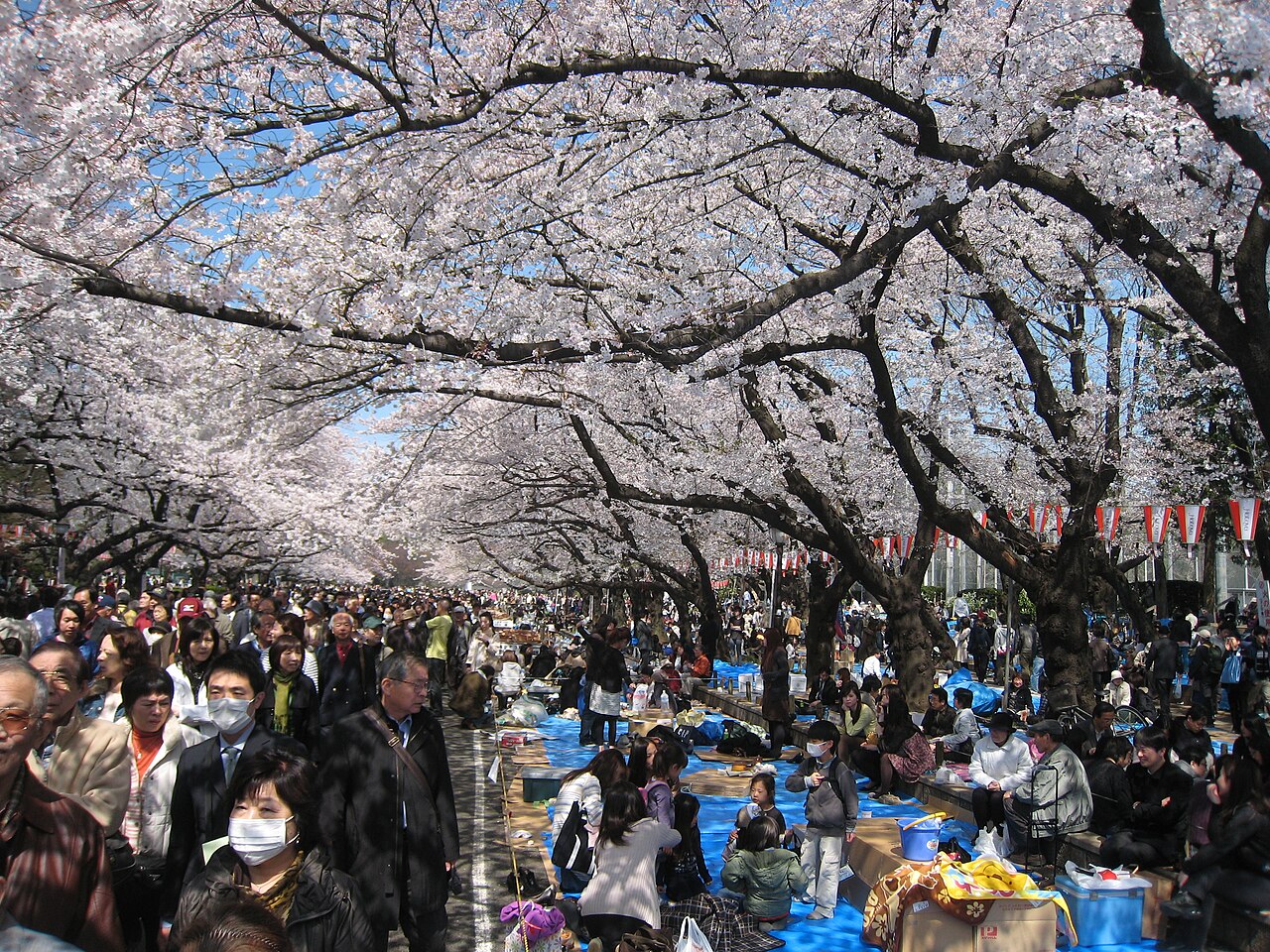 Crowds of people walking and picnicking under blooming cherry trees along the main avenue of Ueno Park in Tokyo