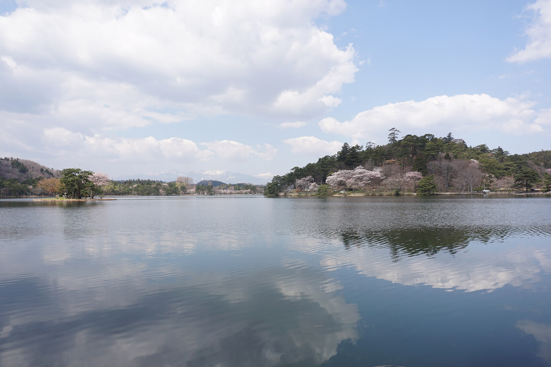 The pond at Nanko Park in Shirakawa reflecting wooded islands and spring cherry blossom
