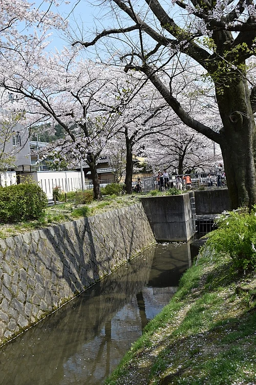 Cherry trees in full bloom arching over the canal on the Philosopher's Path in Kyoto