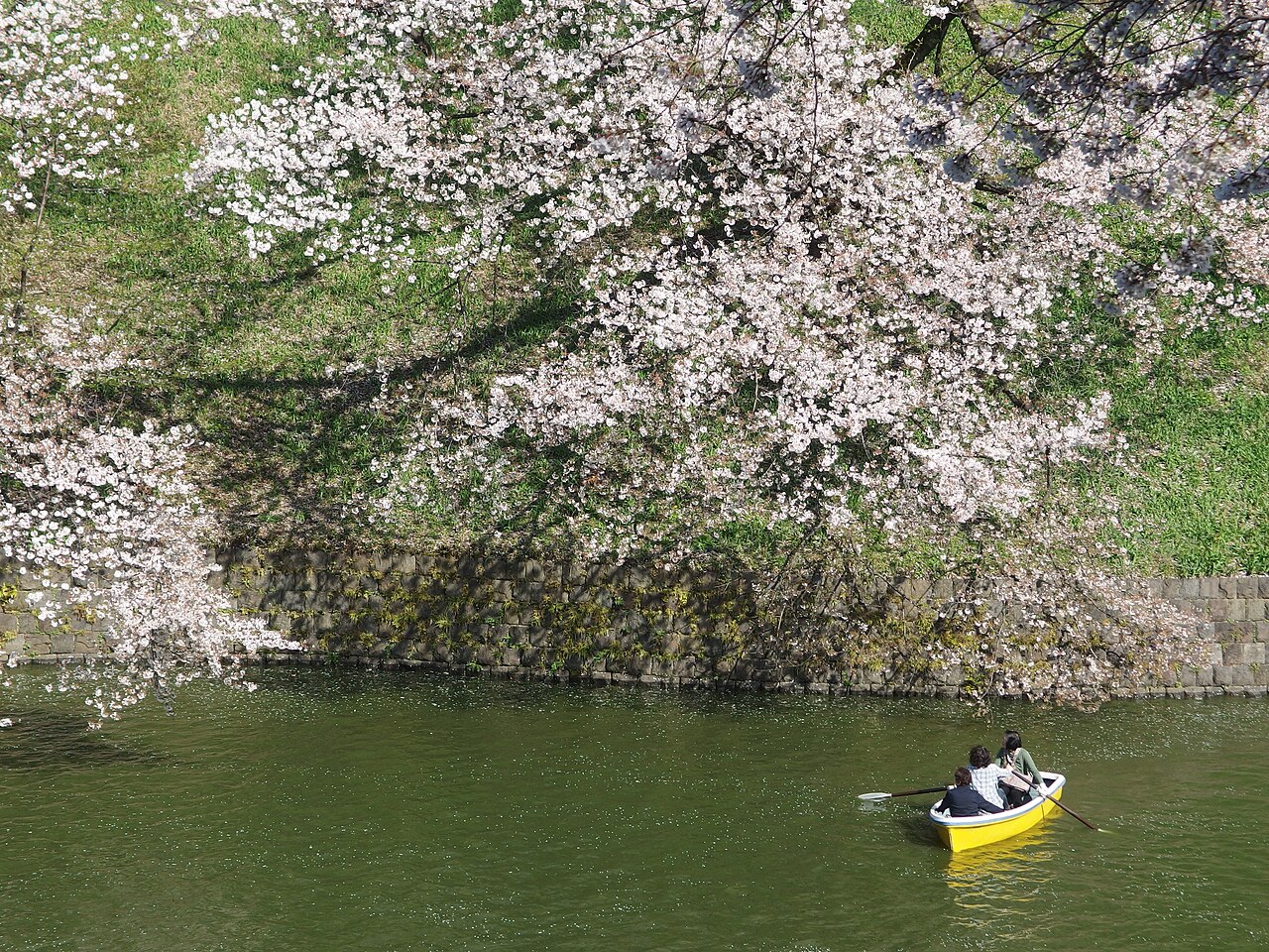 A rowing boat on the Chidorigafuchi moat beneath cherry blossoms hanging over the Imperial Palace stone walls in Tokyo