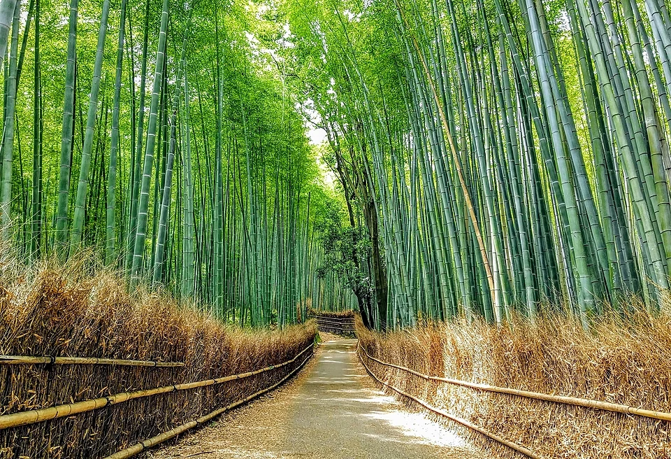 Paved path through the Sagano bamboo grove in Arashiyama, Kyoto, lined with brushwood fences and tall green bamboo