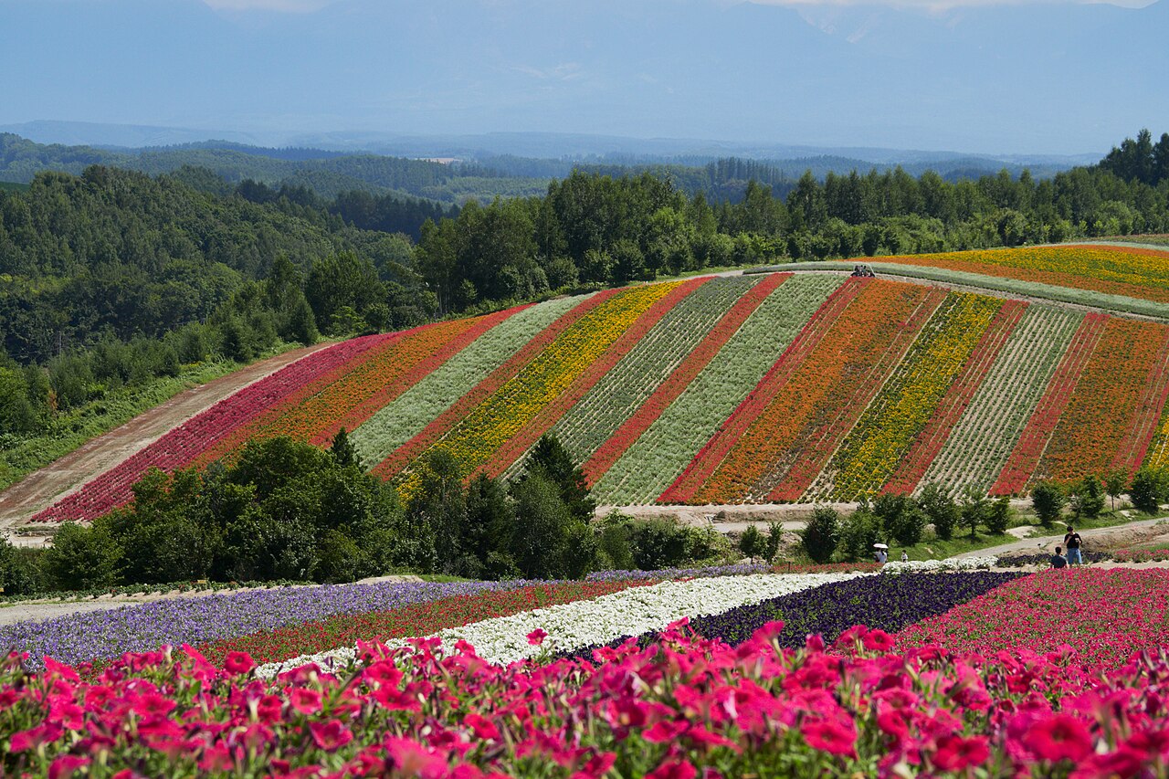 Striped bands of red, pink, orange and white flowers on a rolling hillside at Shikisai no Oka in Biei, Hokkaido