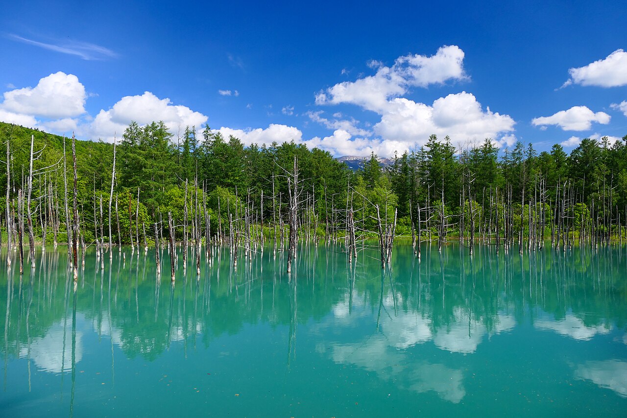Turquoise water of the Shirogane Blue Pond in Biei with bare tree trunks standing in it and green forest under a blue summer sky