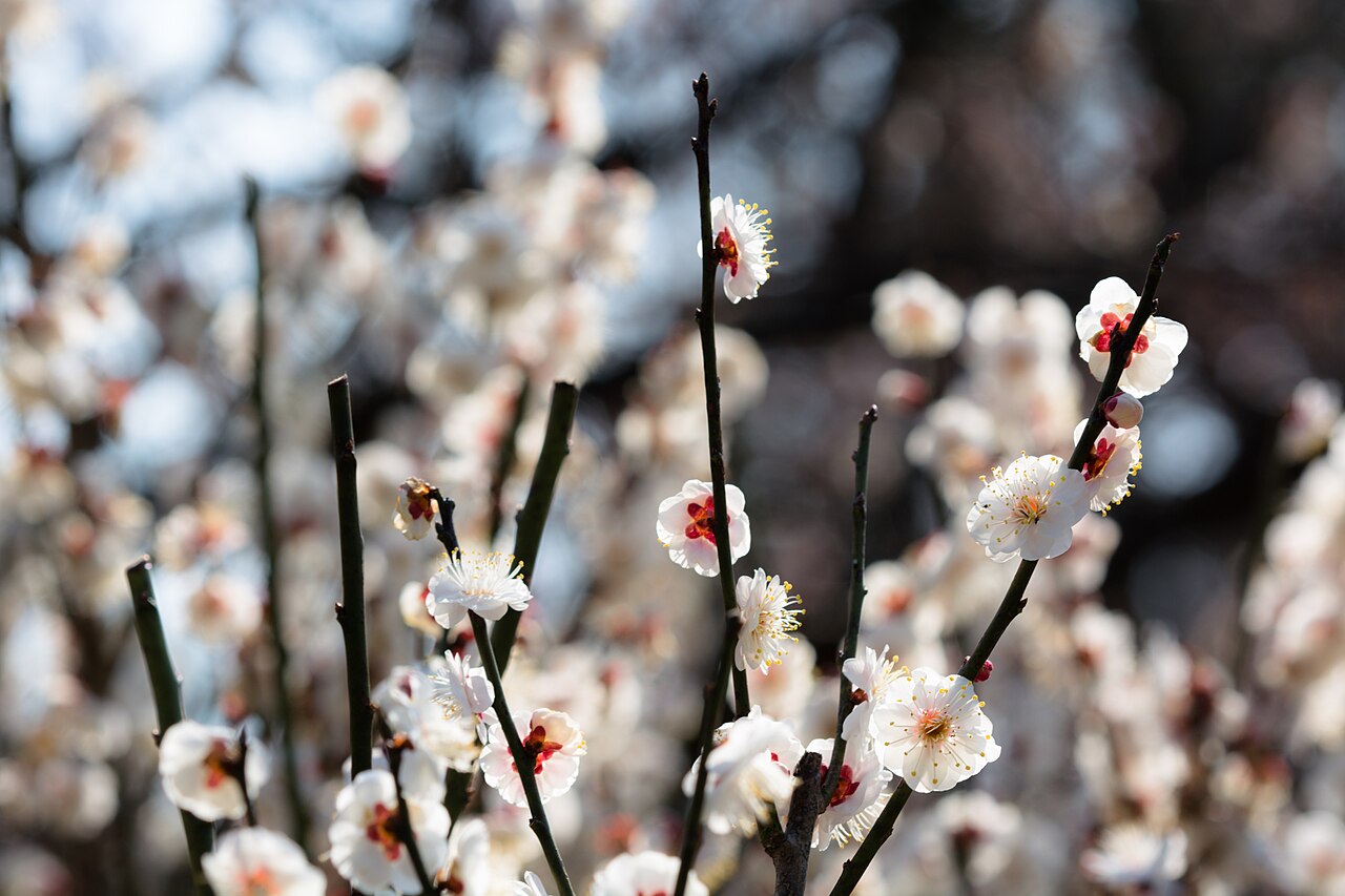 White ume plum blossoms with red centres on bare branches