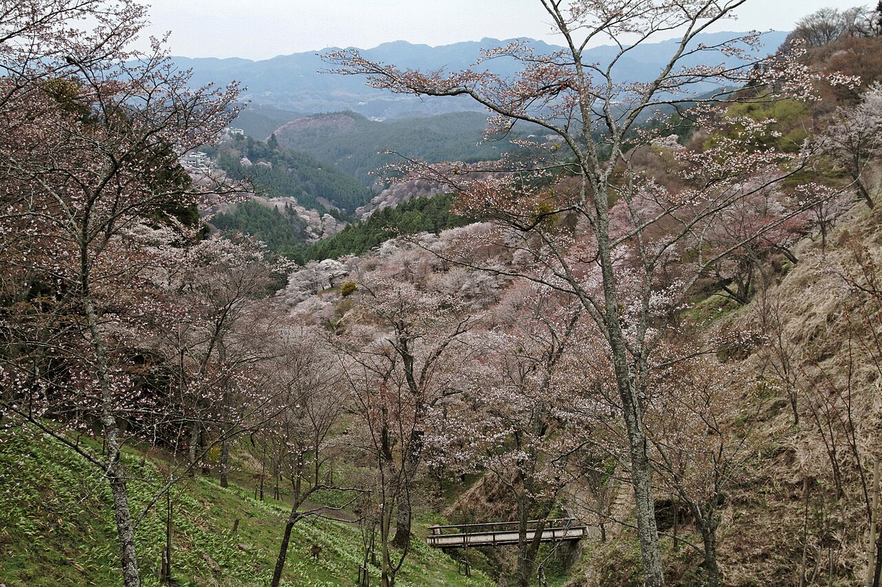 Cherry trees in pale pink blossom covering a steep wooded slope on Mount Yoshino, with forested hills behind